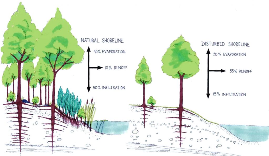 Figure 6 - Comparison of filtration capacity of natural and disturbed shorelines
